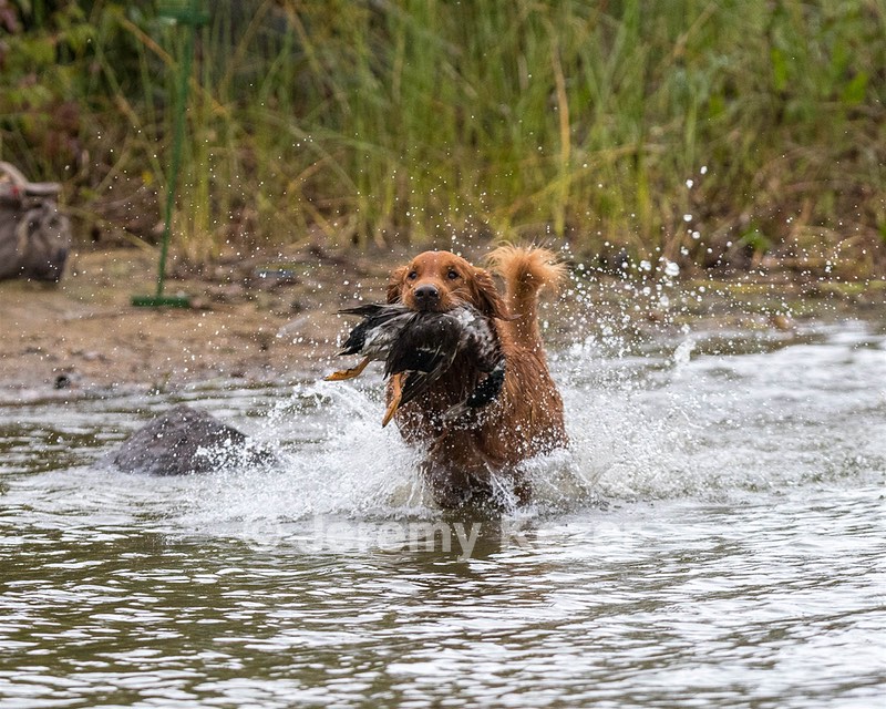 Tracker