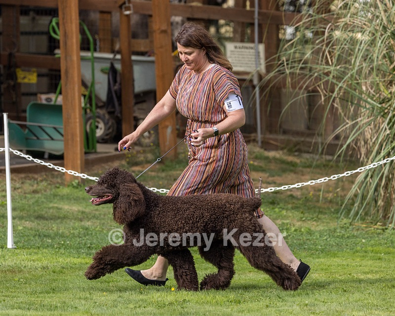 11 - GCH CH BREKKON'S FIRST MARK BN RN CGC TKN
