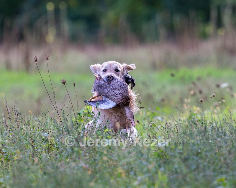 Ghillie Deresienska