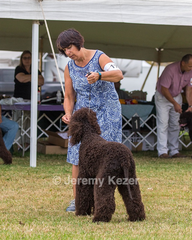 17 - GCH CHANTICO'S SHELTER FROM THE STORM RN XF MX (Reef)
