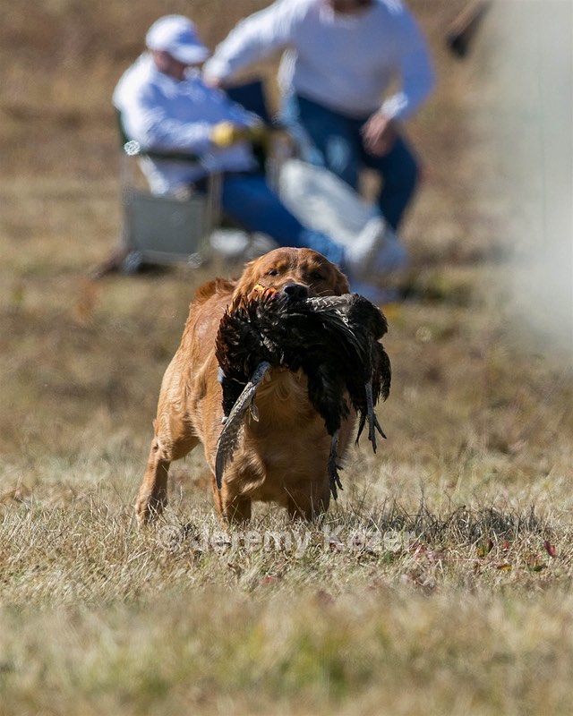 Chase