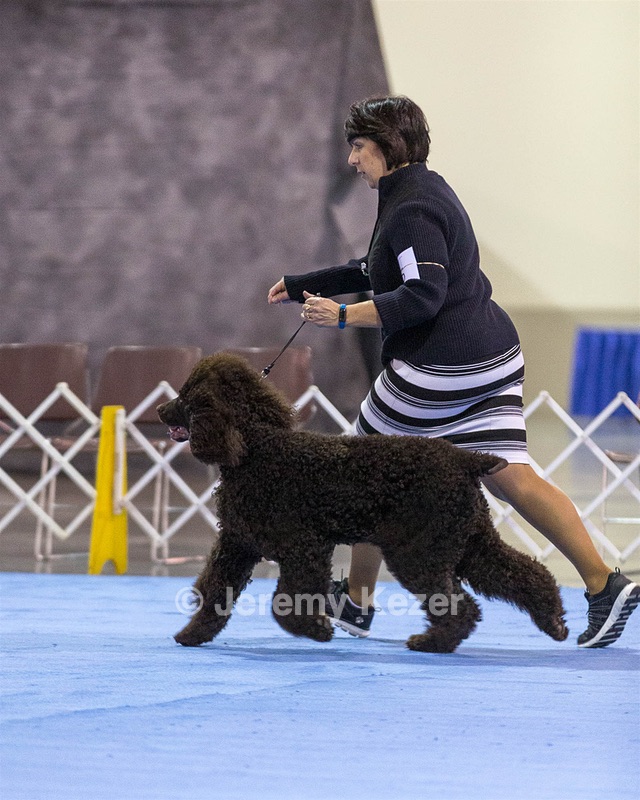 15 - GCH Am/Can CH Chantico's Shelter From the Storm Am/Can CD RN MX AJX OF DS (Reef)