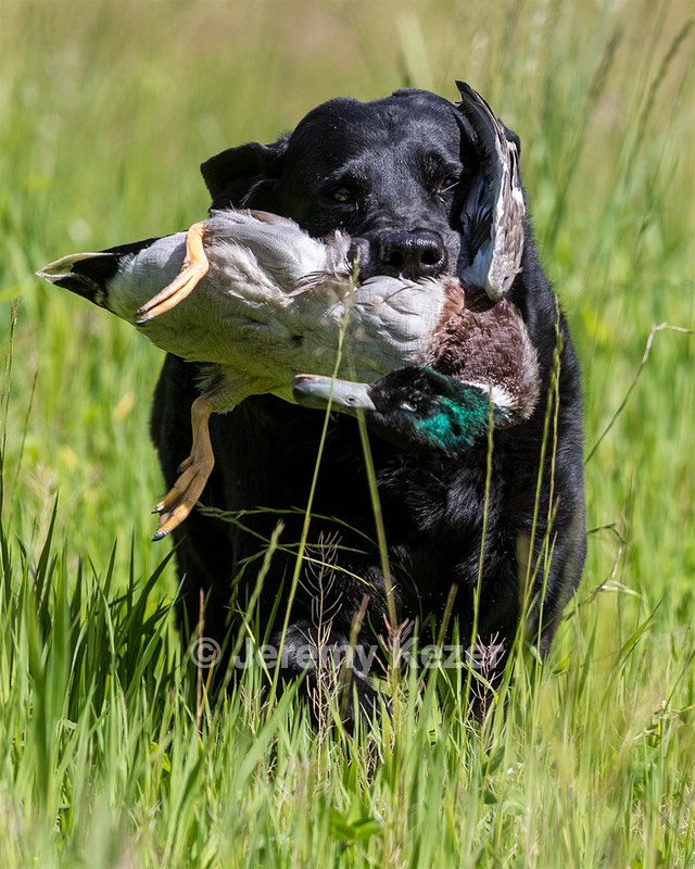 Ruger Bodine