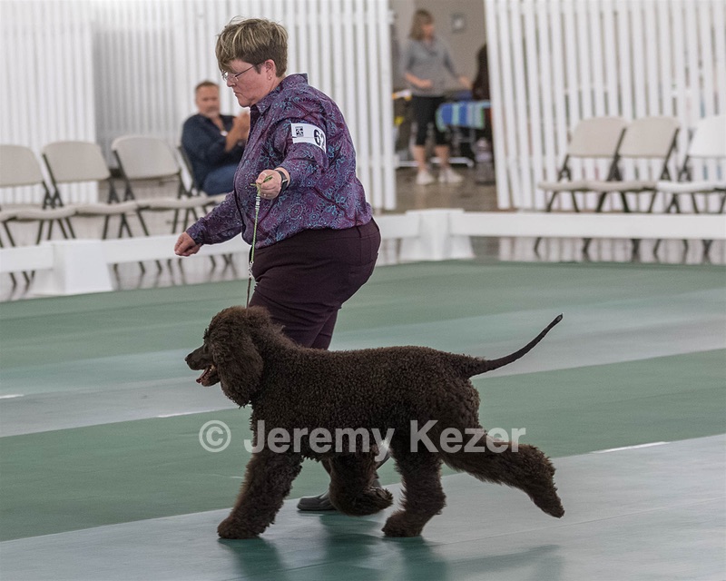 62 - GCH ALL GREEN WI' ENVY V ALPHA NORDIC CD RE DS RATN (Jade)