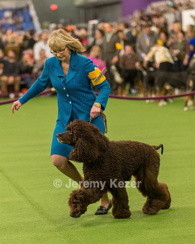 14 - GCH CH Tara's Utter Chaos (George)