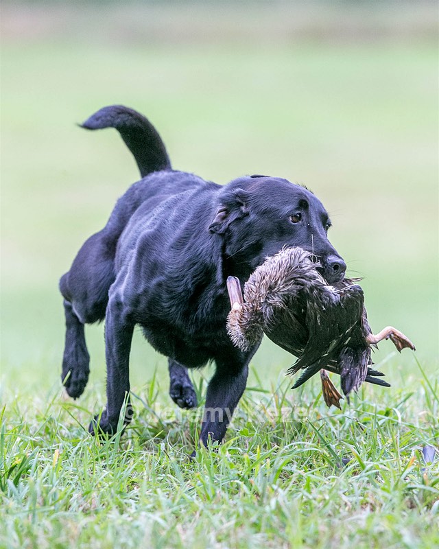 Piper