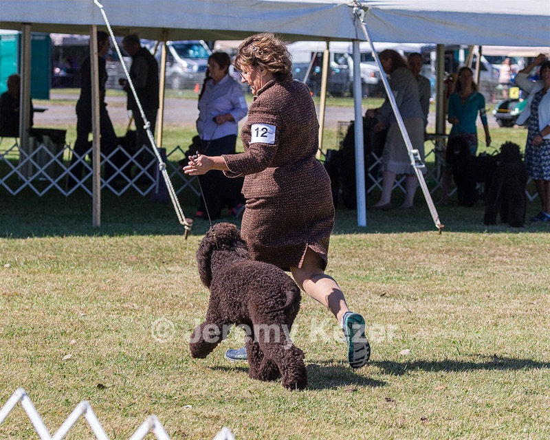 12 - GCH CHANTICO'S DARK AND STORMY,BN RN (Kiera)