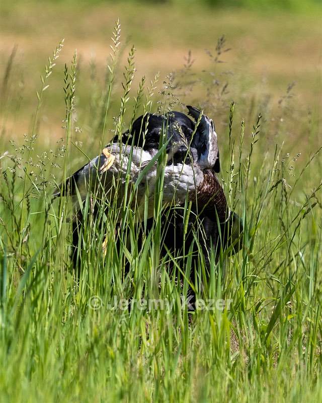 Ruger Bodine