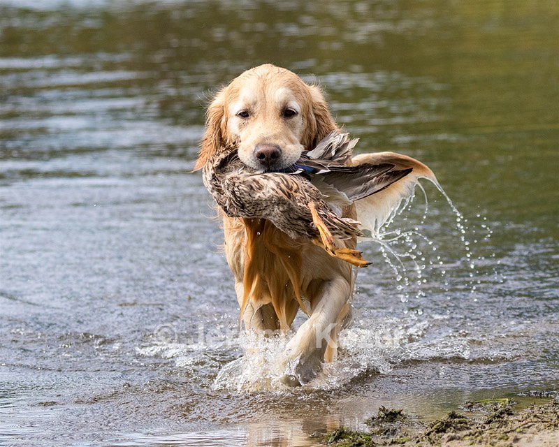Ghillie Deresienska