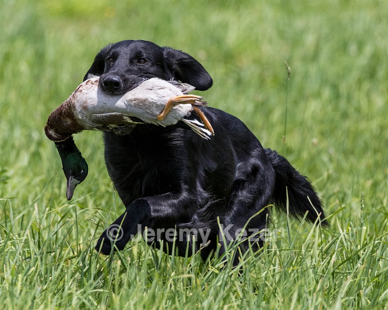 Hunter Law