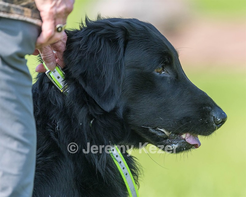 Guinness! Nettleton-Smilas