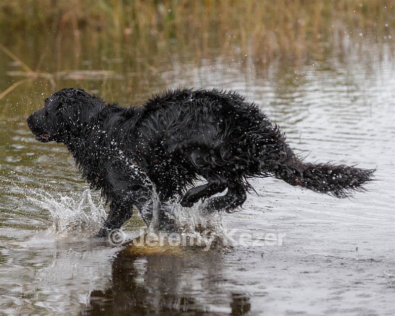 Splash Nettleton-Smilas