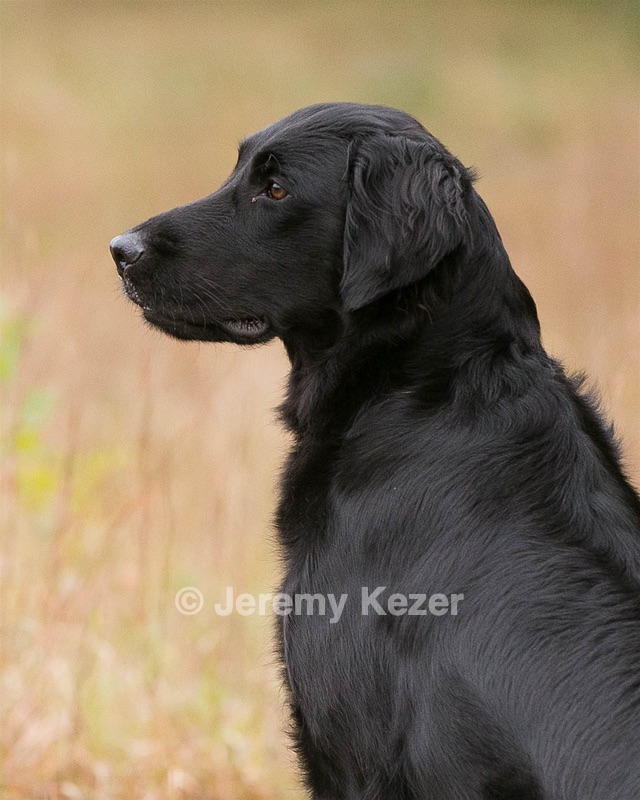 Onyx