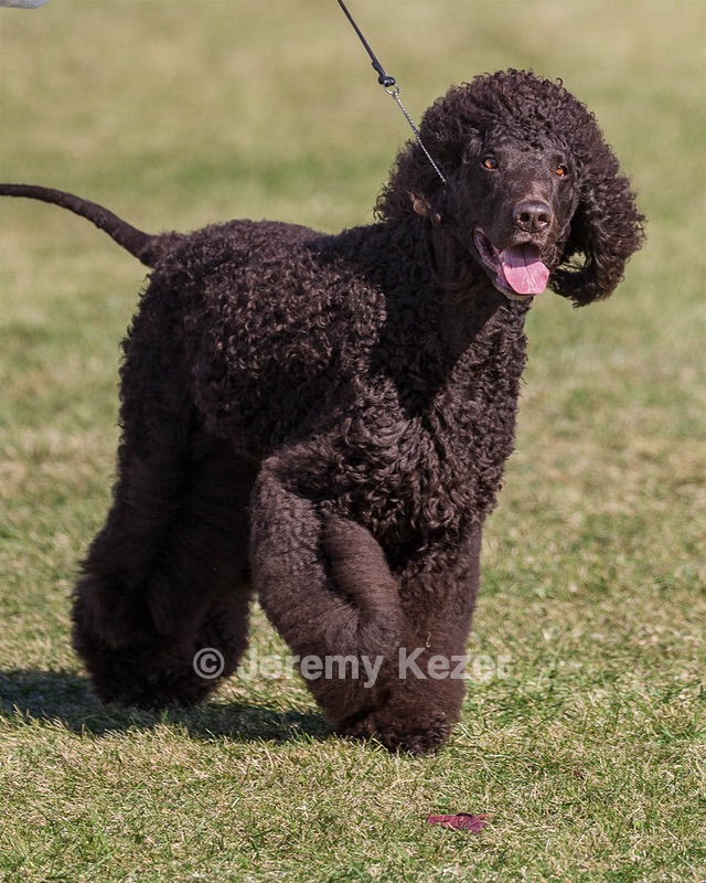 17 - GCH CHANTICO'S SHELTER FROM THE STORM RN XF MX CD RA AXJ (Reef)