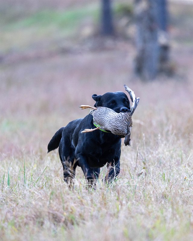 Ruger Harrelson