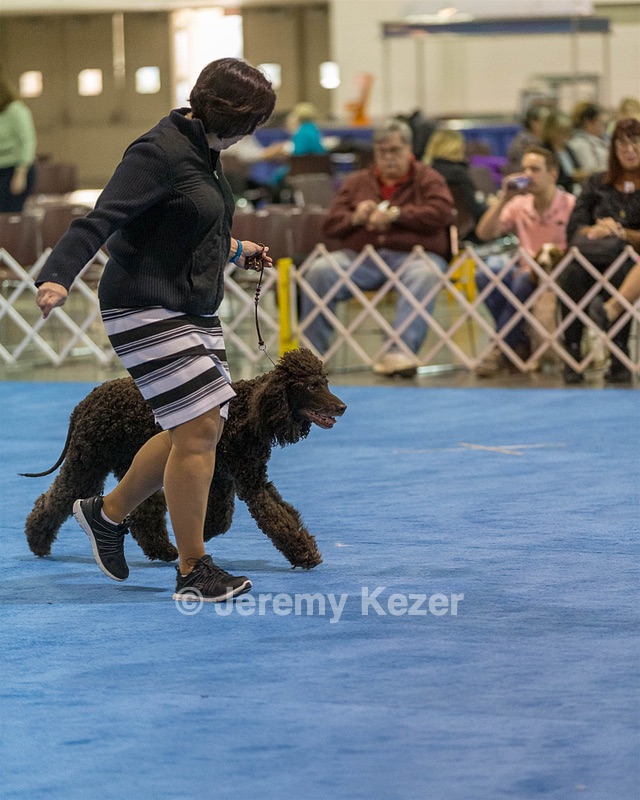 30 - GCH CH Chantico's Spirit In The Surf JH CD RA OA OAJ  NF (Selchie)
