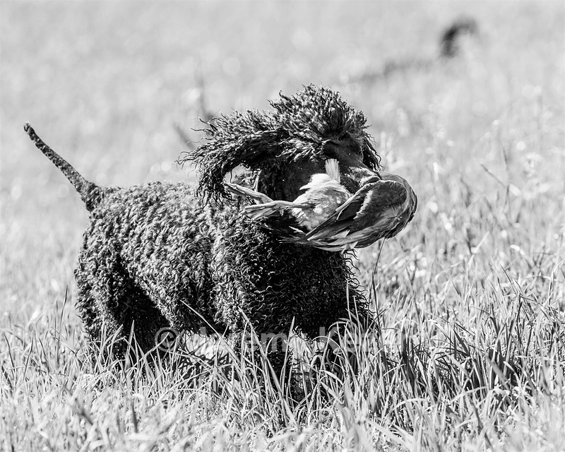 Ghillie Kezer
