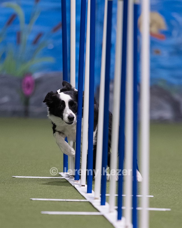 Tarpon Carleton