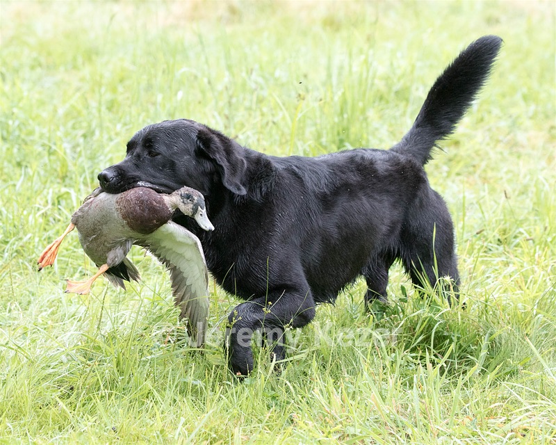 Ranger schuko