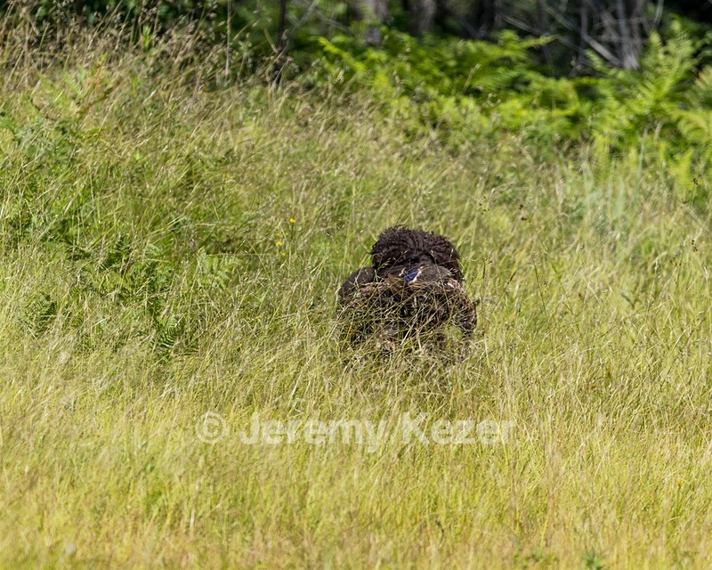 Ghillie Kezer