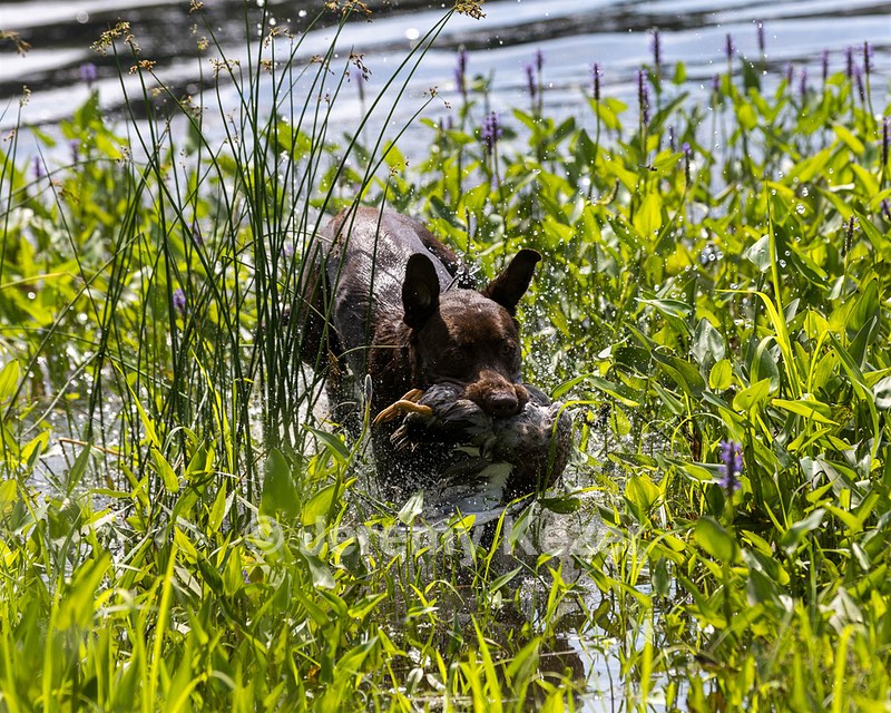 Moose Molle