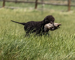 Ghillie