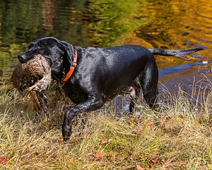 Iowa Pointing Labs Messinger's Kel (Kel)