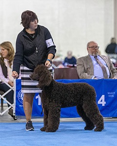 15 - GCH Am/Can CH Chantico's Shelter From the Storm Am/Can CD RN MX AJX OF DS (Reef)