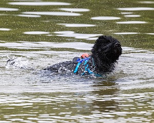 Roo Sestini