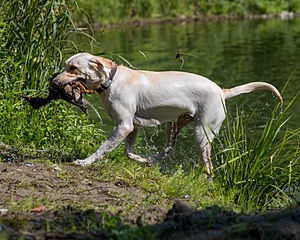 Murphy Wotton