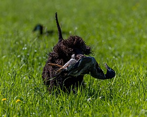Ghillie Kezer