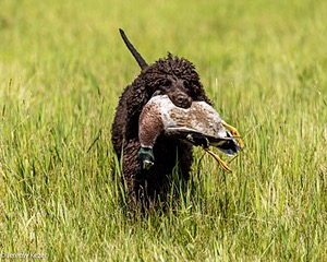 Ghillie