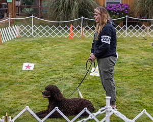 2204 - GCH CH BREKKON'S FIRST MARK CGC