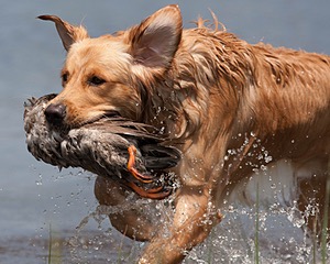 Sunfire Padraig of Golden Pond