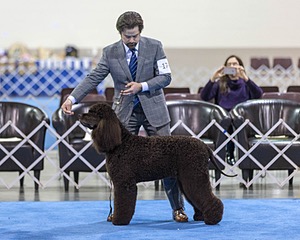 17 - GCH CH Quiet Storm My Boy's Wicked Smart  CGCA TKA (Bayes)