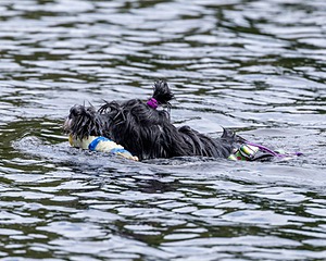 Dottie Notestine