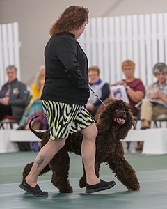 54 - GCH BREKKON BEGINS WITH BEAUFIELD
