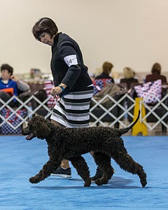 14 - Chantico's Super G O'Muddy Waters (Ghillie)