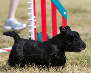 20150613-CCKC-0033.jpg