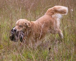Opie McGee