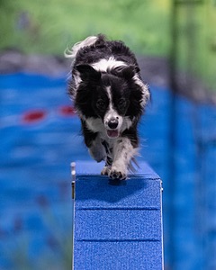 Breeze Schunk