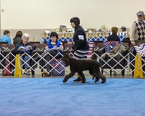 30 - GCH CH Chantico's Spirit In The Surf JH CD RA OA OAJ  NF (Selchie)