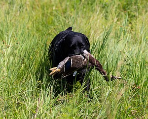 Scout