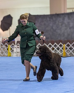 21 - GCHB CH Flintcrest Full Monty (Jonny)