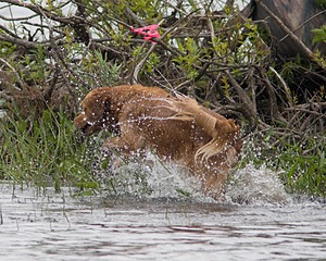 UCD SHR Sand Dancer's Windfall JH CDX