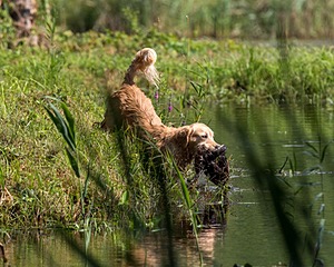 Sedge Houston