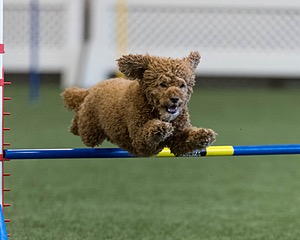 Champ Soccodato
