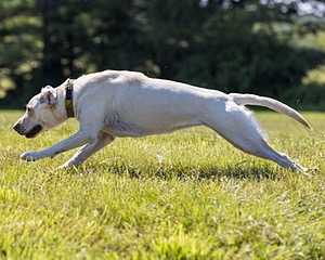 Murphy Wotton