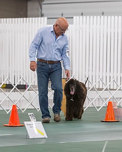 2503 - GCH CH BLACKTHORN'S KEEVA CROMPTON AX AXJ XF RN CGC (Keeva)