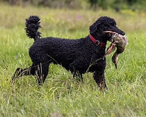 Hugo